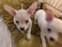 Yavru köpeklerimizi sahiplendirme