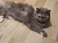 Kedim tospik'e Ömürlük yuvasını arıyorum