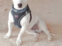 Yavru Jack Russell