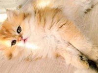 Harika British longhair Golden yavrularımız