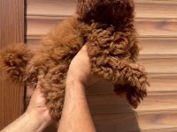 Red Brown Poodle