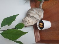 Scottish fold ücretsiz kedimiz