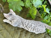Silver Bengal Kedisi 3 Aylık