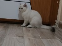 Safkan british shorthair bluepoint 6 aylık erkek