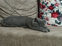 1.5 yaşında dişi british shorthair