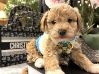 Özel f2 maltipoo bebeklerim