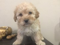 Orjinal sağlık garantili ped eğitimli maltipoo