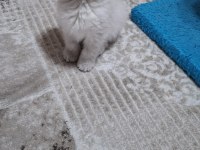 Scottish Fold Kedisi Detaylı Bilgi İçin Mesaj Atın