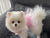 Pomeranian Boo Köpeği