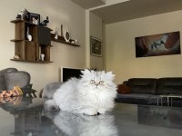3 Aylık Dişi Chinchilla
