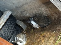 Tavşan yavruları haftalık ve aylık