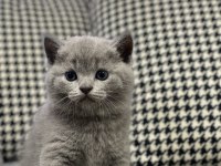 1 erkek ve 1 dişi british shorthair