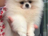 Pomeranian boo
