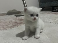 SEVİMLİ BRİTİSH SHORTHAİR KEDİLERİMİZ