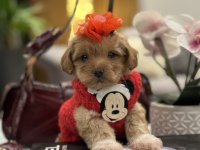 Küçük maltipoo kızım Miniş