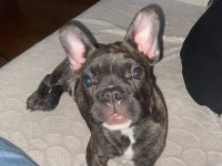Fransız bulldog üç aylık