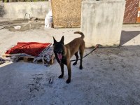 Orijinal cins belçika kurdu dişi ve erkek