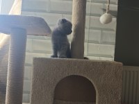Koca kafa scottish fold bebekler