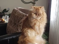 2 YAŞINDA OĞLUMA GELİN ARIYORUM PERSİAN