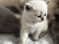 British ve scottish blue point longhair yavrularım mevcut