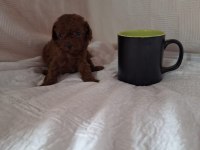 ÜRETİCİSİNDEN SON 1 ADET ERKEK TOY POODLE