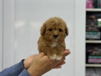 Minicik Çok Sevimli Toy Poodle Yavrularımız