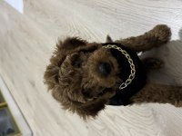2,5 Aylık Aşılı Tuvalet Eğitimli Toy Poodle