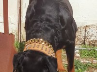 Safkan Erkek Üst Düzey Alan Koruma Rottweiler