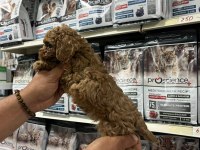 Türünün en güzel örneklerinden poodle yavrumuz