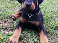 Ver Yetkiyi Gör Etkiyi Doberman