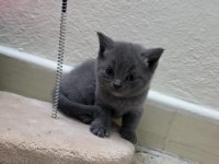 British shorthair ve scottish fold
