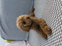 Tea cup ponçik poodle