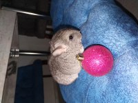Chinchilla (çinçila) tavşanı