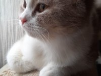Safkan anne baba aynı cins dişi 8 aylık kedimiz