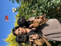 Üst kalite king doberman yavrularım