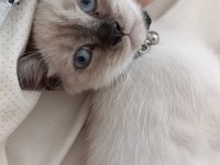 4 aylık british shorthair blue point çok akıllı ve oyuncu