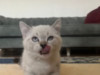 POFUDUK SCOTTİSH STRAİGHT