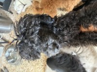 Ev doğumlu silver blue erkek poodle