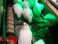Çatalca bıldırcın ve döllü yumurta sahiplendirme