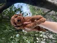 En Koyusundan Aşılı Maltipoo 