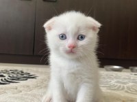 Scottish fold yavrularımız
