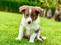 Üstün Zekalı Akıl Küpü Siyah Ve Kahve Renk Border Collie