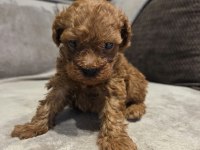 Mini Toy Poodle