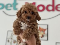 Petmode köpek çifrliğinde ziyarete açık maltipoo