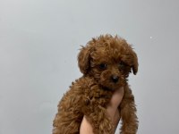 Kore Tea Cup Poodle Yavrular