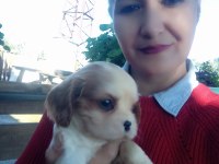 Cavalier king charles yavrularımız