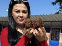 Ufacık kilo garantili toy poodle yavrularım
