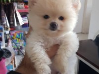Irk ve Sağlık Garantili Pomeranian Yavrular
