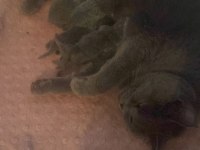 Yeni doğmuş british shorthair yavrularımız