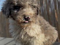Safkan Labradoodle bebekler